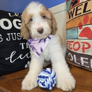 Freya Poodle 01