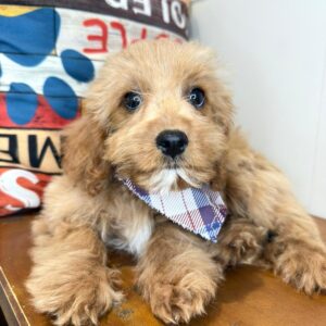 Glacier Cavapoo 01