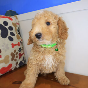 Goofy Mini Poodle 01