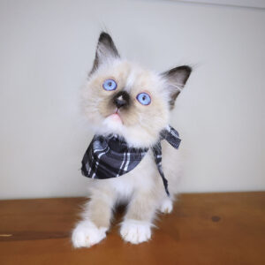 Hank Ragdoll 01