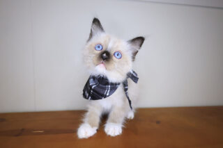 Hank Ragdoll 01