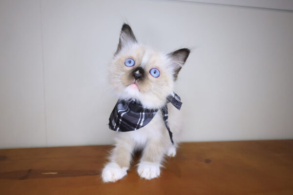 Hank Ragdoll 01