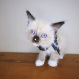 Hank Ragdoll 04
