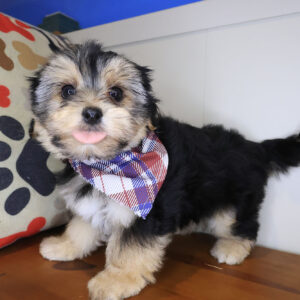 Hennessy Morkie 01