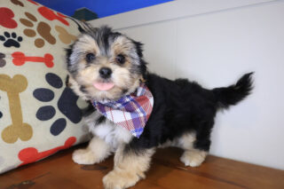 Hennessy Morkie 01