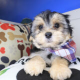 Hennessy Morkie 02