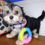 Hennessy Morkie 03