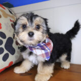 Hennessy Morkie 04