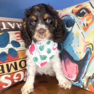 Hester Cocker Spaniel 01
