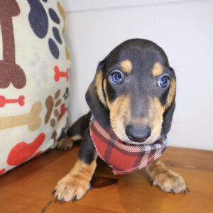 Hodge Dachshund 01