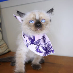 Ines Ragdoll 01