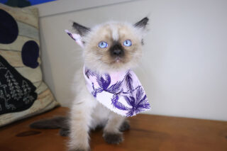 Ines Ragdoll 01