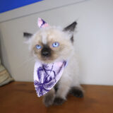 Ines Ragdoll 03