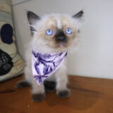 Ines Ragdoll 04