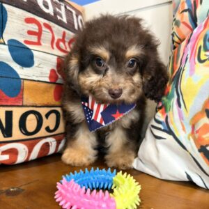 Jacky Cavapoo 01