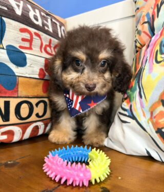 Jacky Cavapoo 01