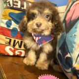 Jacky Cavapoo 02