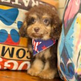 Jacky Cavapoo 03
