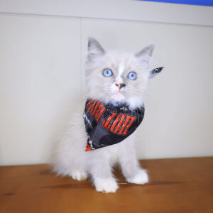 Jax Ragdoll 01