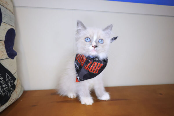 Jax Ragdoll 01