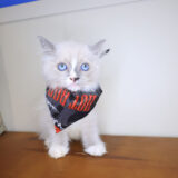 Jax Ragdoll 02