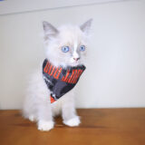 Jax Ragdoll 03