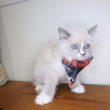 Jax Ragdoll 04