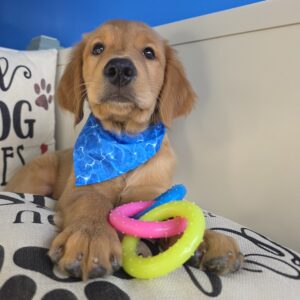 Jett Golden Retriever 01