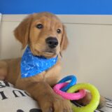 Jett Golden Retriever 02