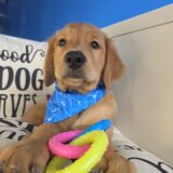 Jett Golden Retriever 03