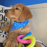 Jett Golden Retriever 04