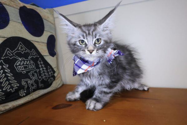 Juno Maine Coon 01