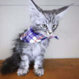 Juno Maine Coon 04