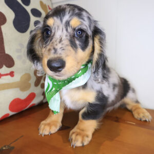 Khaleesi Dachshund 01