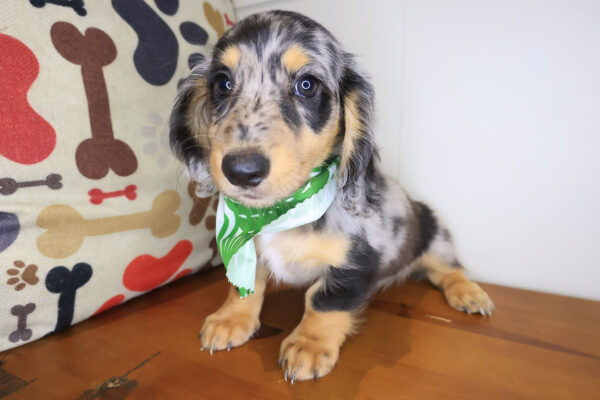 Khaleesi Dachshund 01