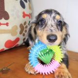 Khaleesi Dachshund 02