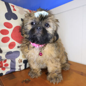 Khloe Shih Tzu 01