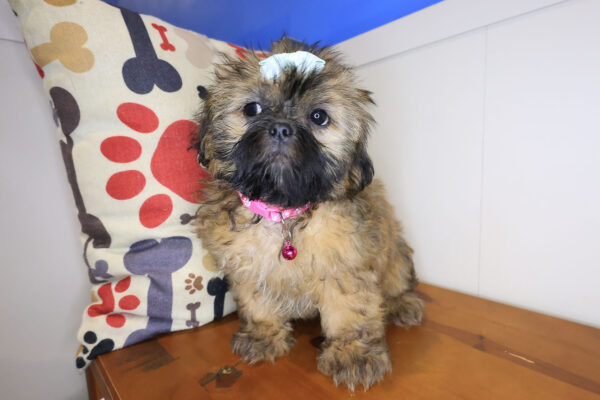 Khloe Shih Tzu 01