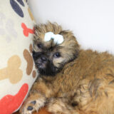 Khloe Shih Tzu 02