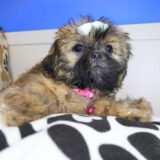 Khloe Shih Tzu 03