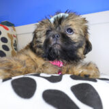 Khloe Shih Tzu 04