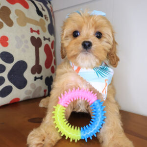 Kimba Cavapoo 01