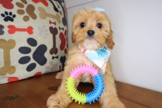 Kimba Cavapoo 01