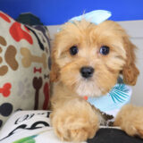 Kimba Cavapoo 02