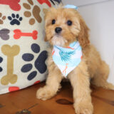 Kimba Cavapoo 03