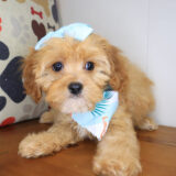 Kimba Cavapoo 04