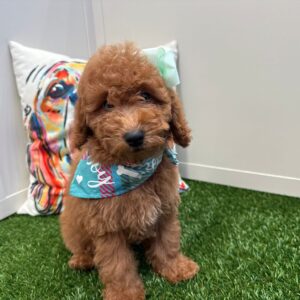 Kirb Mini Goldendoodle 01