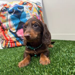 Korra Dachshund 01