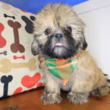 Lafitte Shih Tzu 01