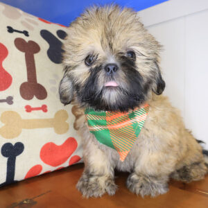 Lafitte Shih Tzu 01